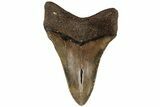 Fossil Megalodon Tooth - North Carolina #199704-2